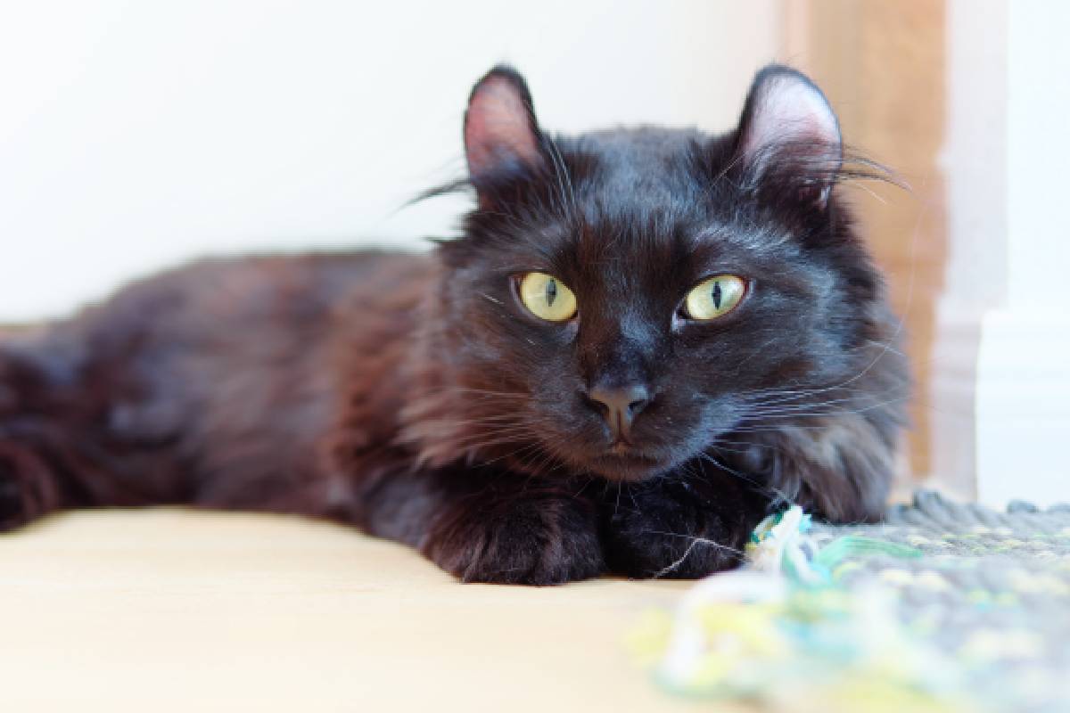 Most common best sale black cat breeds